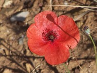 Biosistemica - Fiore Rosso